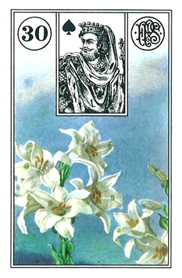 El Lirio